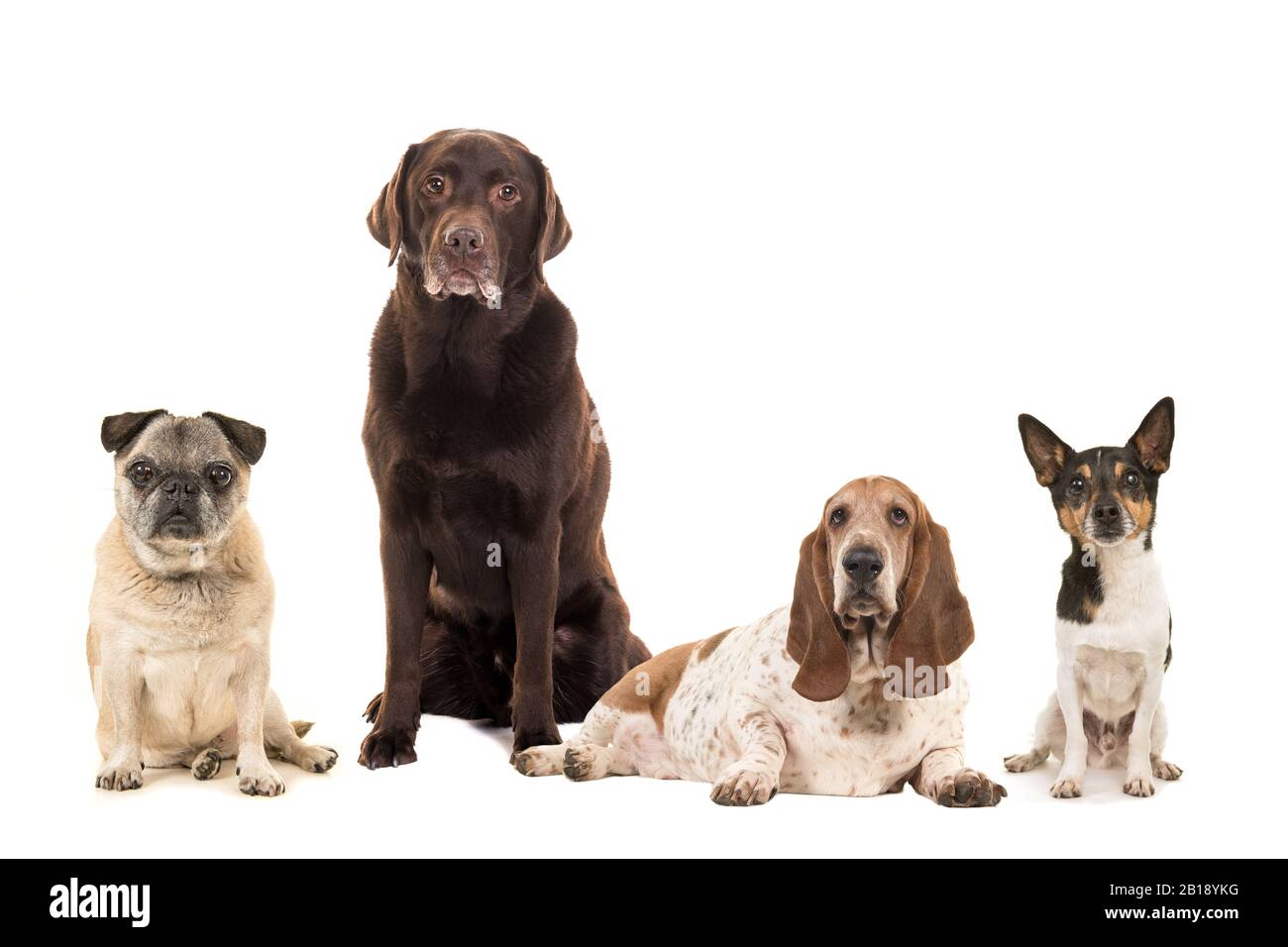 Gruppo di razze diverse di cani anziani anziani isolati su sfondo bianco Foto Stock