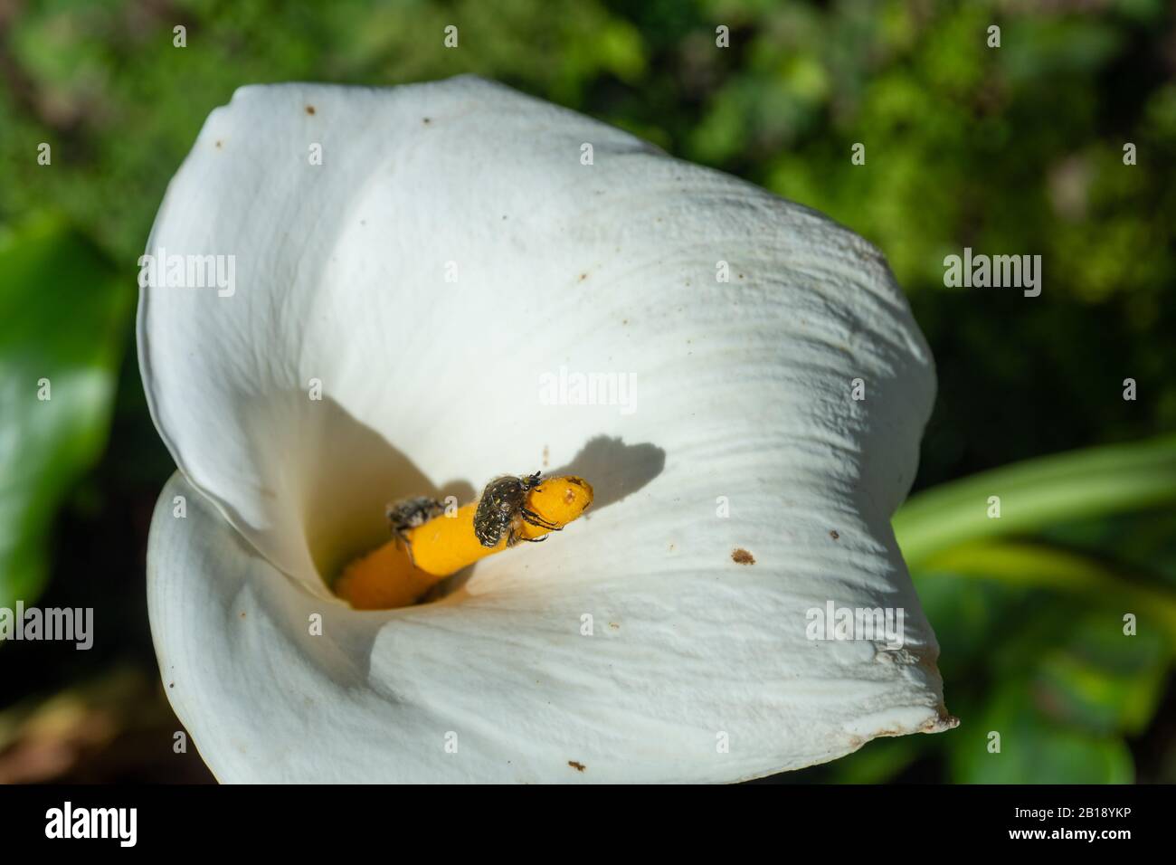 Primo piano di un fiore di calla giglio bianco (Arum-giglio) con fuoco su un bug sul pistil, immagine da Madeira Portogallo. Foto Stock