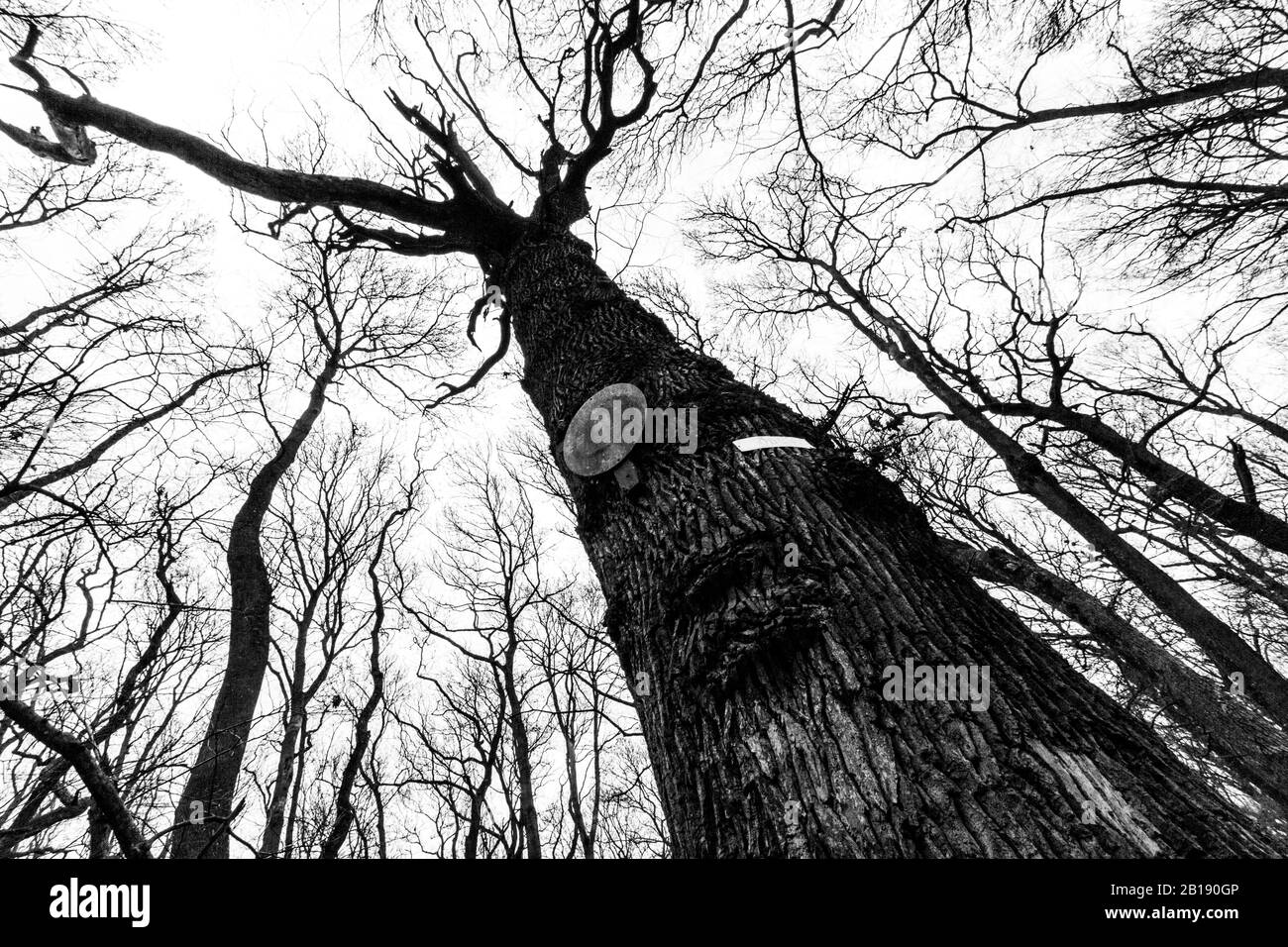 Quercia comune (Quercus robur) chiamato 'Odon-fa', più di 250 anni, Tozike Tanosveny (sentiero primavera fiocco di neve), Parco Nazionale di Ferto-Hansag, Csafordja Foto Stock