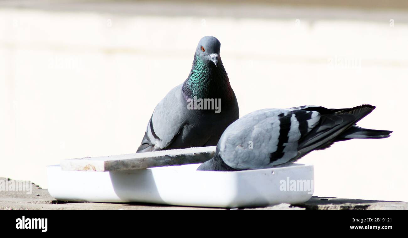 Assetato piccione indiano acqua potabile con sfondo sfocato Foto Stock