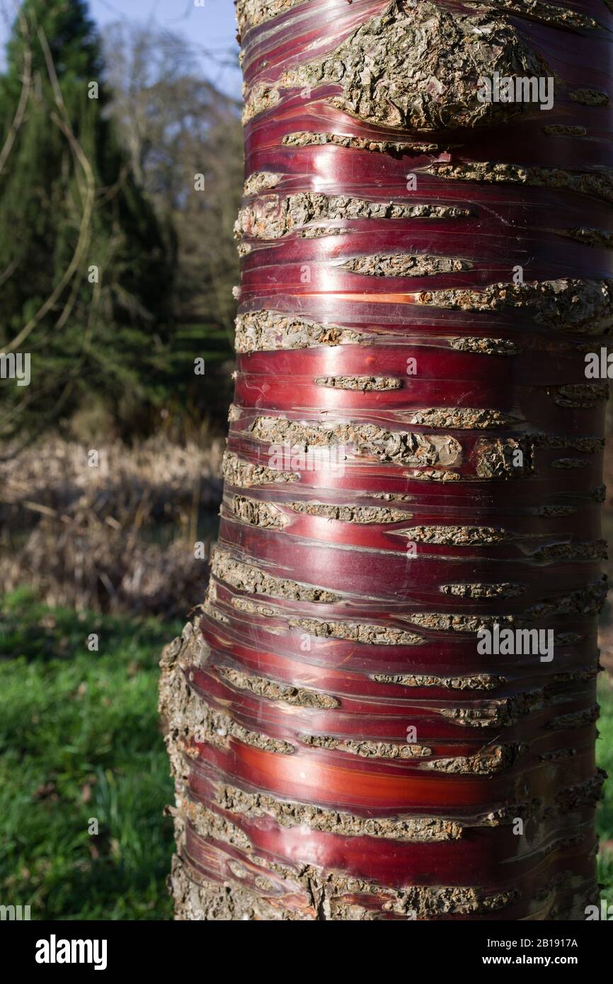 Corteccia rossa distintiva dell'albero di Prunus serrula vicino in su, Regno Unito Foto Stock