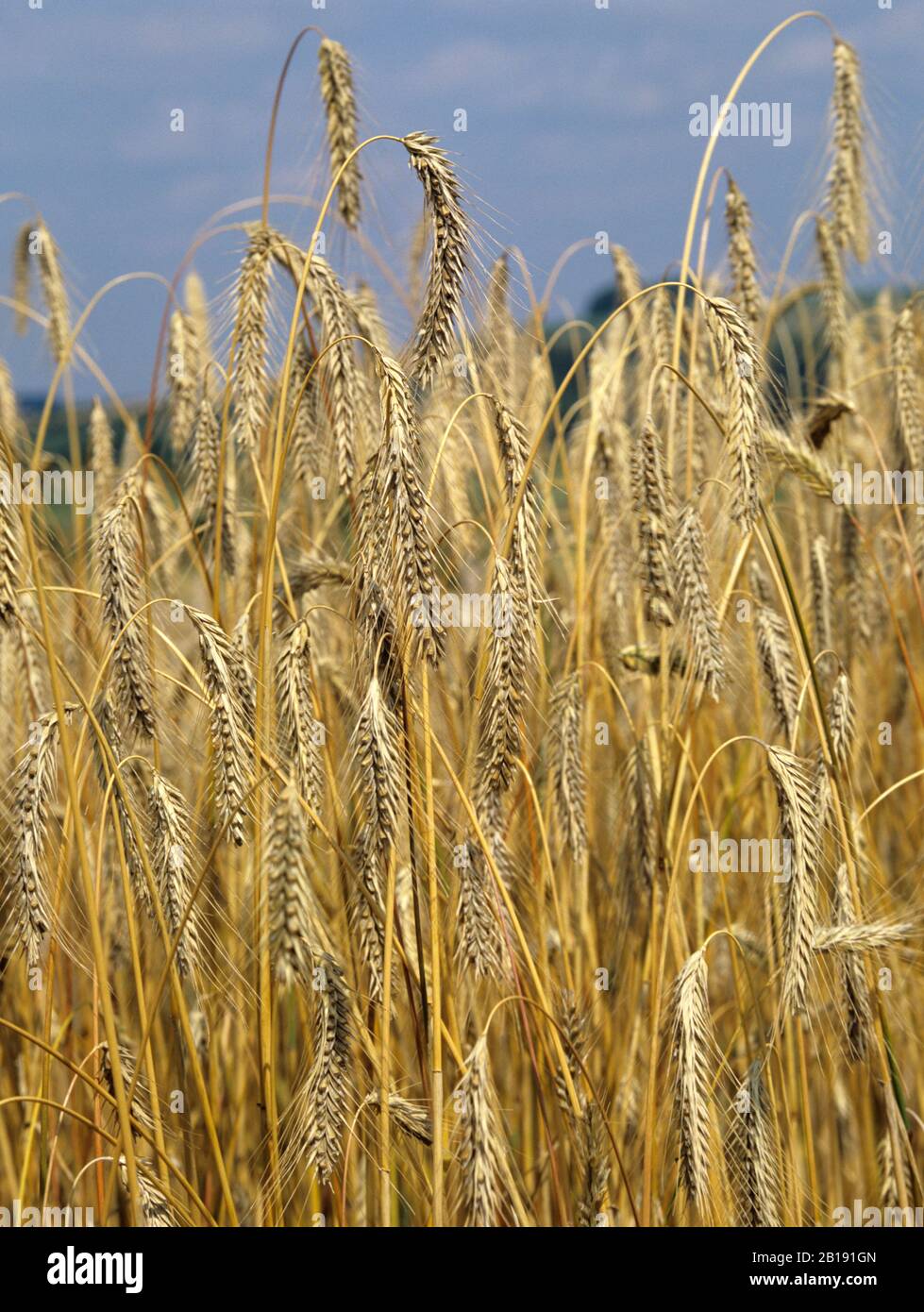 Alto, maturo, dorato raccolto di segale (Secale cereale) varietà animo in fine giornata estiva con cielo blu Foto Stock