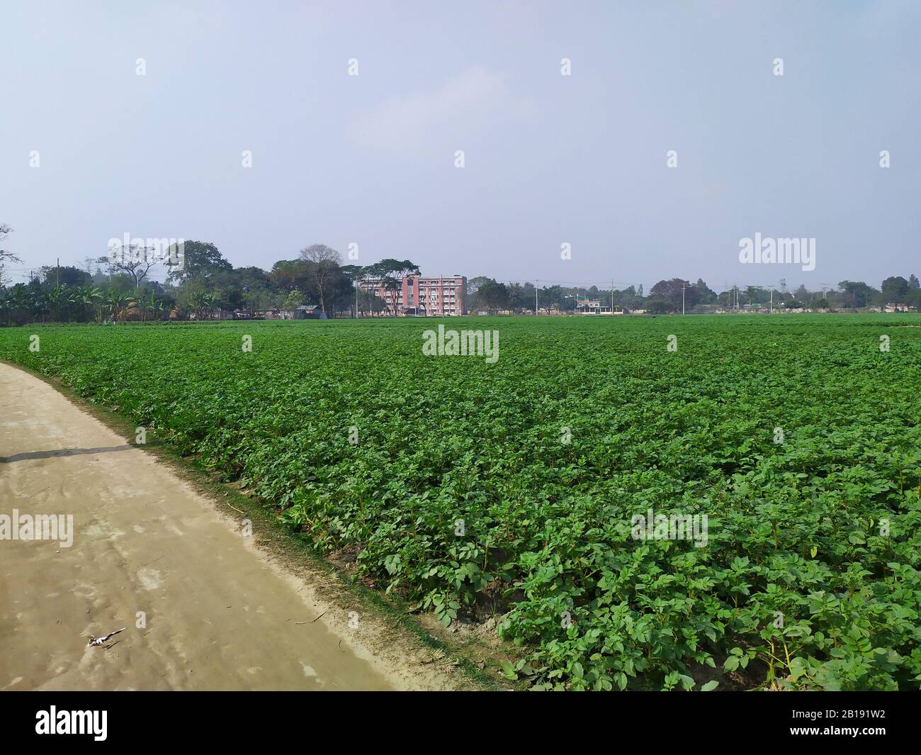 Il campo della patata va fino agli occhi. Strada in campagna. Natura verde dell'agricoltura del Bangladesh nel paesaggio primaverile. Foto Stock