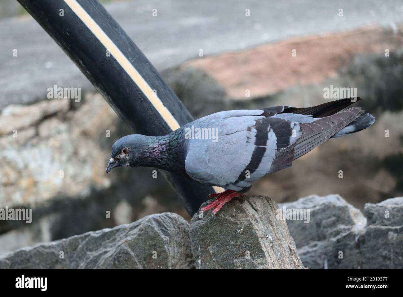 Un piccione prova a volare un altro luogo, concetto per volare Foto Stock