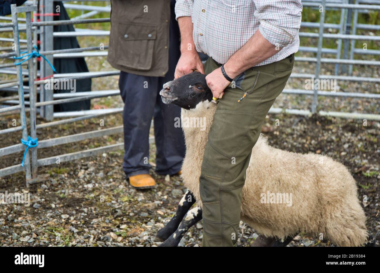 Allevatore di pecore che cavalcano pecore che tengono da corna al North Harris Agricultural Show 2019, Tarbert, Isola di Harris, Ebridi esterne, Scozia Foto Stock
