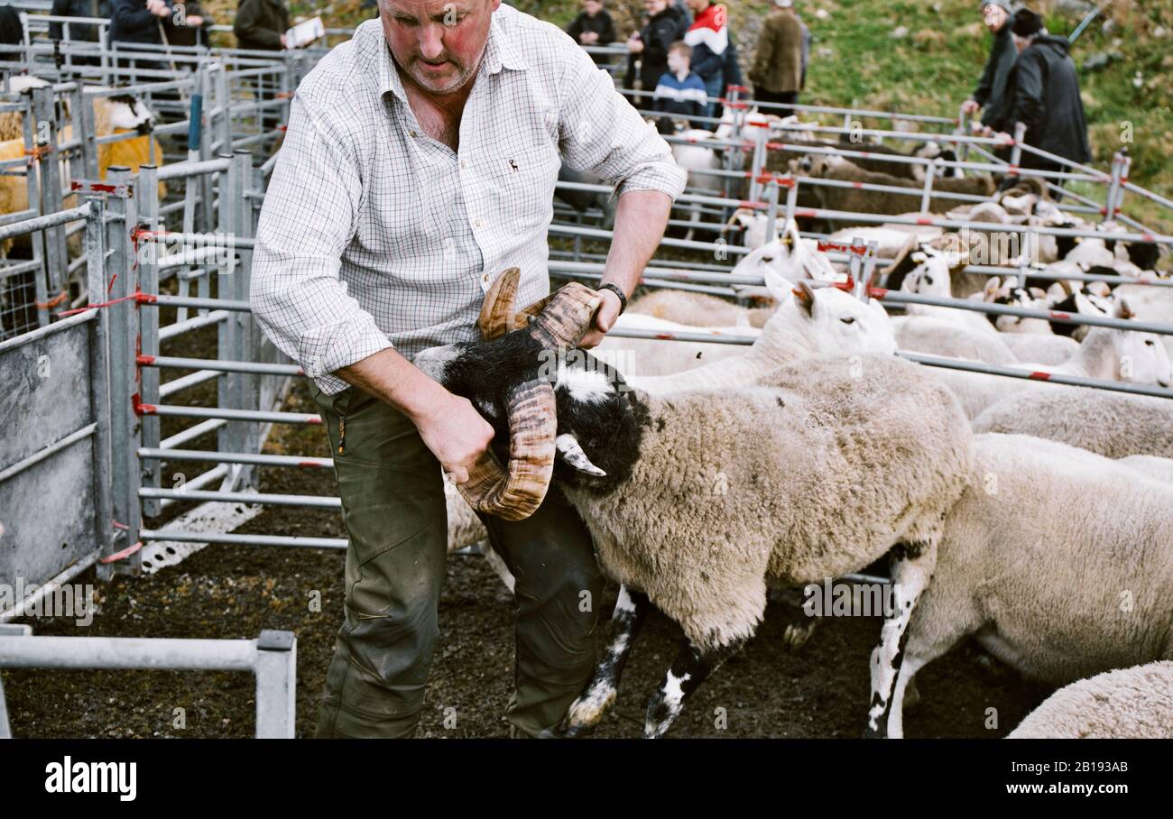 Allevatore di pecore che afferra pecore da corna in penna al North Harris Agricultural Show 2019, Tarbert, Isola di Harris, Ebridi esterne, Scozia Foto Stock