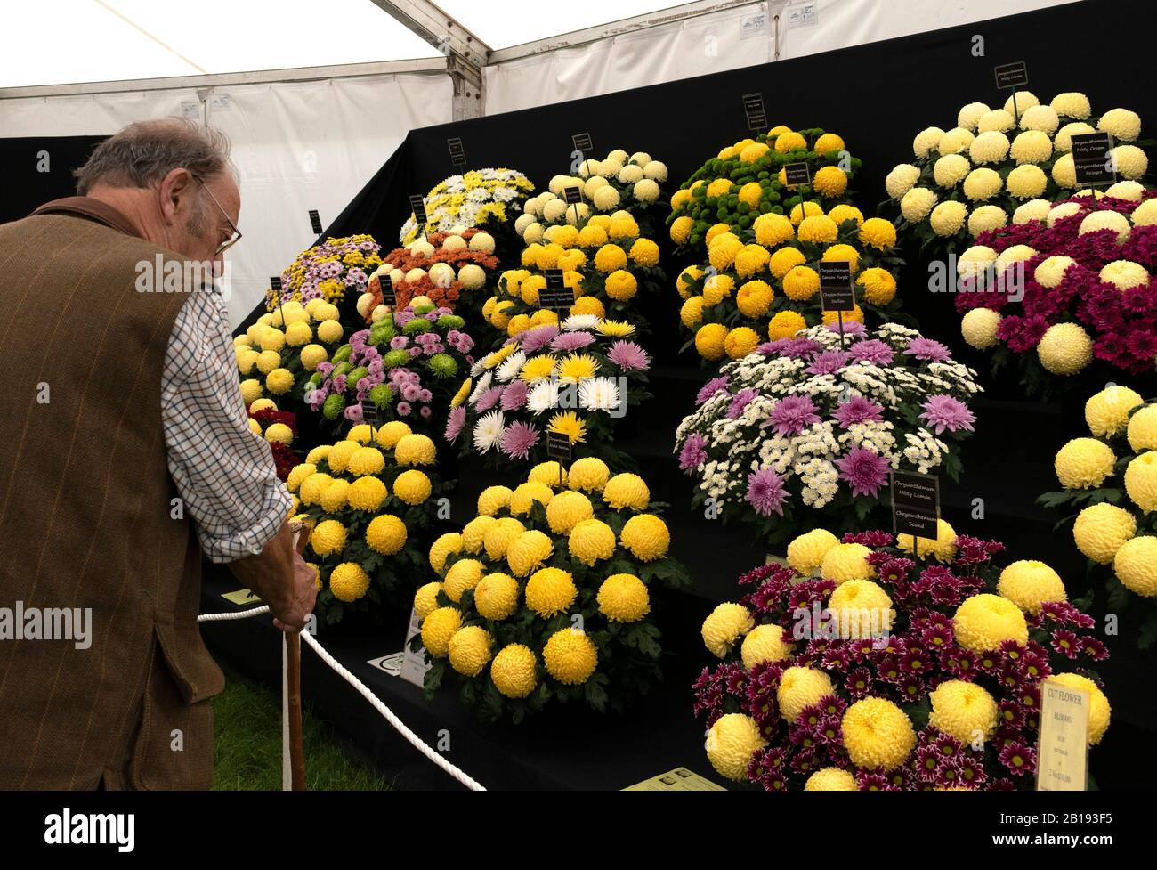 signore ammirando i fiori di crisantemo in uno spettacolo di fiori Foto Stock