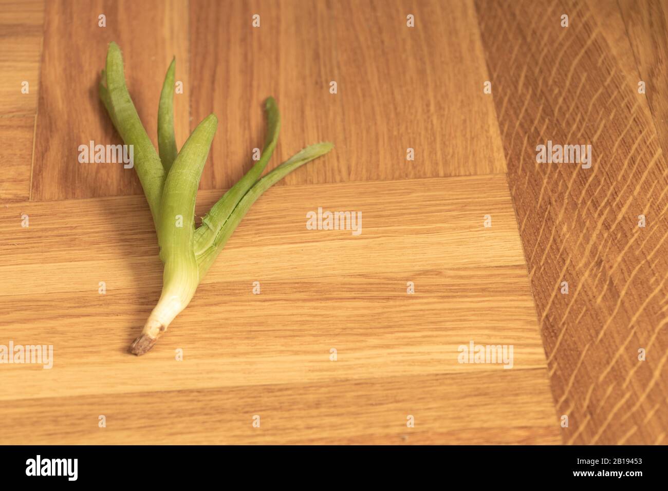 Come prune Aloe vera Concetto. Taglio Aloe vera con spazio di copia Foto Stock