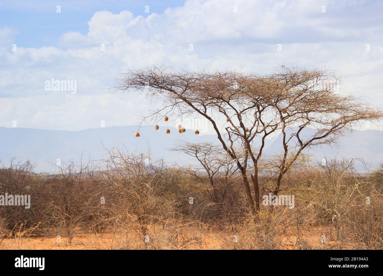Acacia secca nella savana africana con molti piccoli nidi di uccelli sui rami Foto Stock