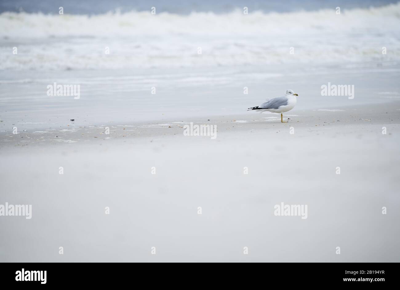 Singolo teschio sulla spiaggia dell'oceano Foto Stock