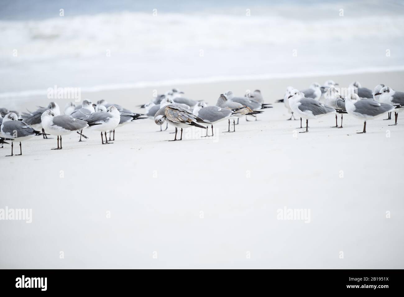 Branco di gabbiani sulla spiaggia dell'oceano Foto Stock