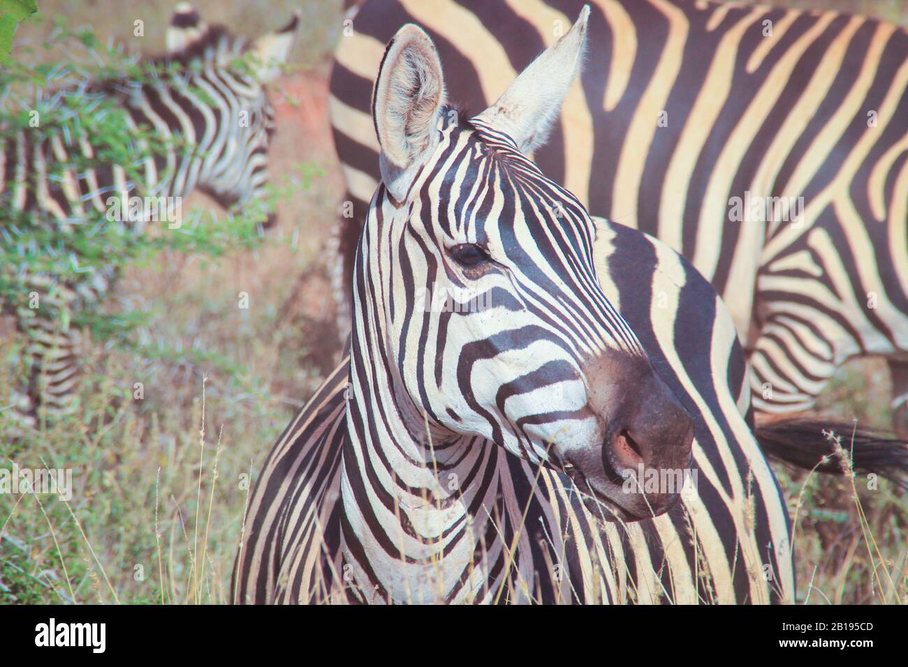 Ritratti di zebre africane. Parco Nazionale Tsavo, Kenya Foto Stock