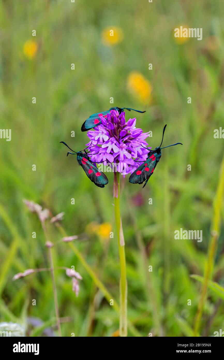 Burnet Modhs (Zygaena lonicerae) a cinque punti, a stretto bordo, sull'Orchidea Piramidale (Anacamptis pyramidalis) nella cava di calcare disutilizzata nel Galles del Nord Foto Stock