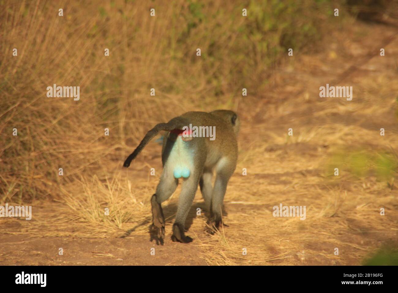 La scimmia vervet (Chlorocebus pygerythrus) è una scimmia del Vecchio mondo della famiglia Cercopithecidae nativo in Africa. I maschi sono famosi per la loro b brillante Foto Stock