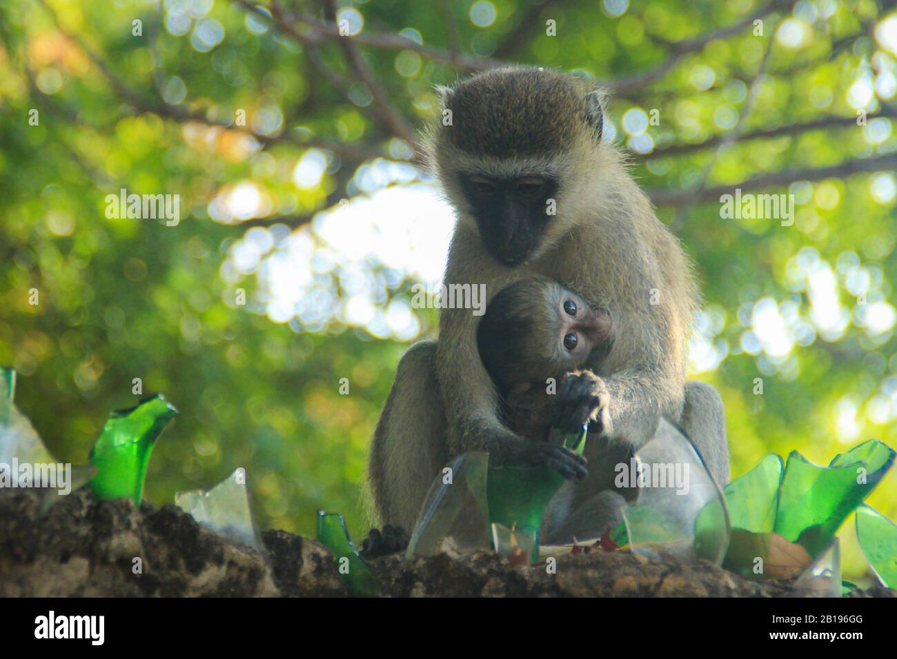 Mamma Con bambino la scimmia vervet (Chlorocebus pygerythrus) è una scimmia del Vecchio mondo della famiglia Cercopithecidae nativo in Africa. I maschi sono famosi per Foto Stock