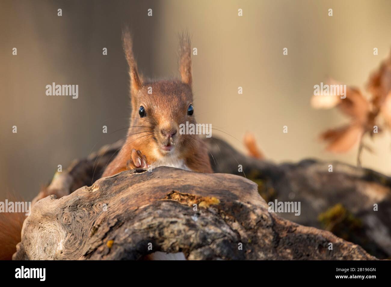 rosso scoiattolo mangiare noci nella foresta Foto Stock