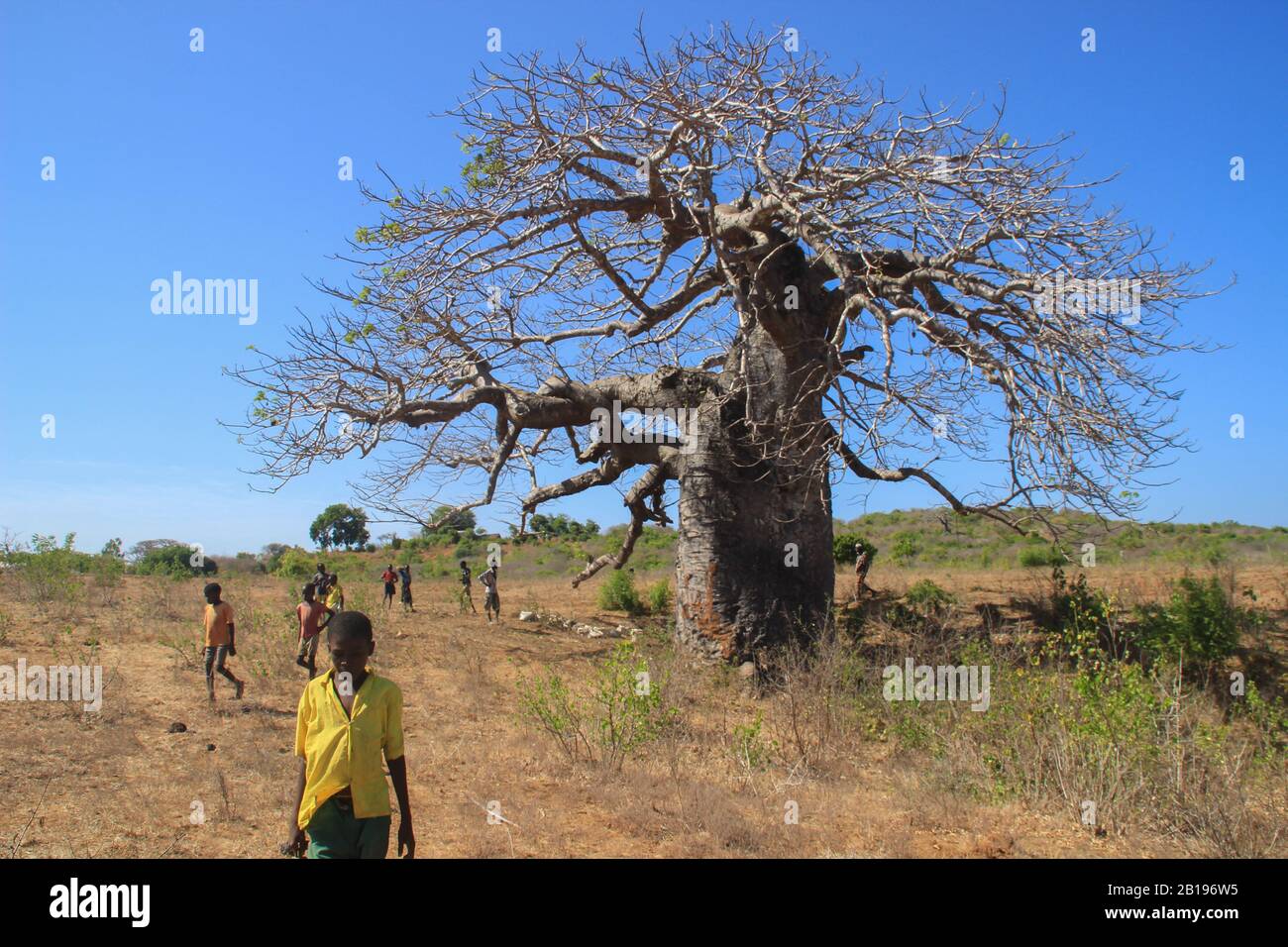 I dintorni di Mombasa, Kenya - 5 marzo 2015: Un gruppo di bambini africani che giocano vicino a un grande baobab Foto Stock