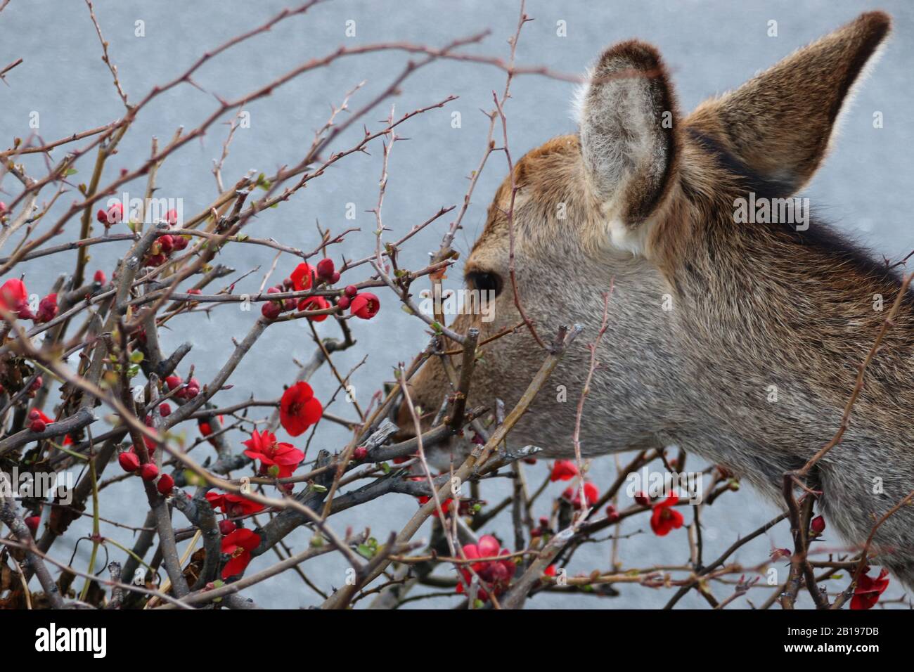 Giovane daino che mangia fiori rossi Foto Stock