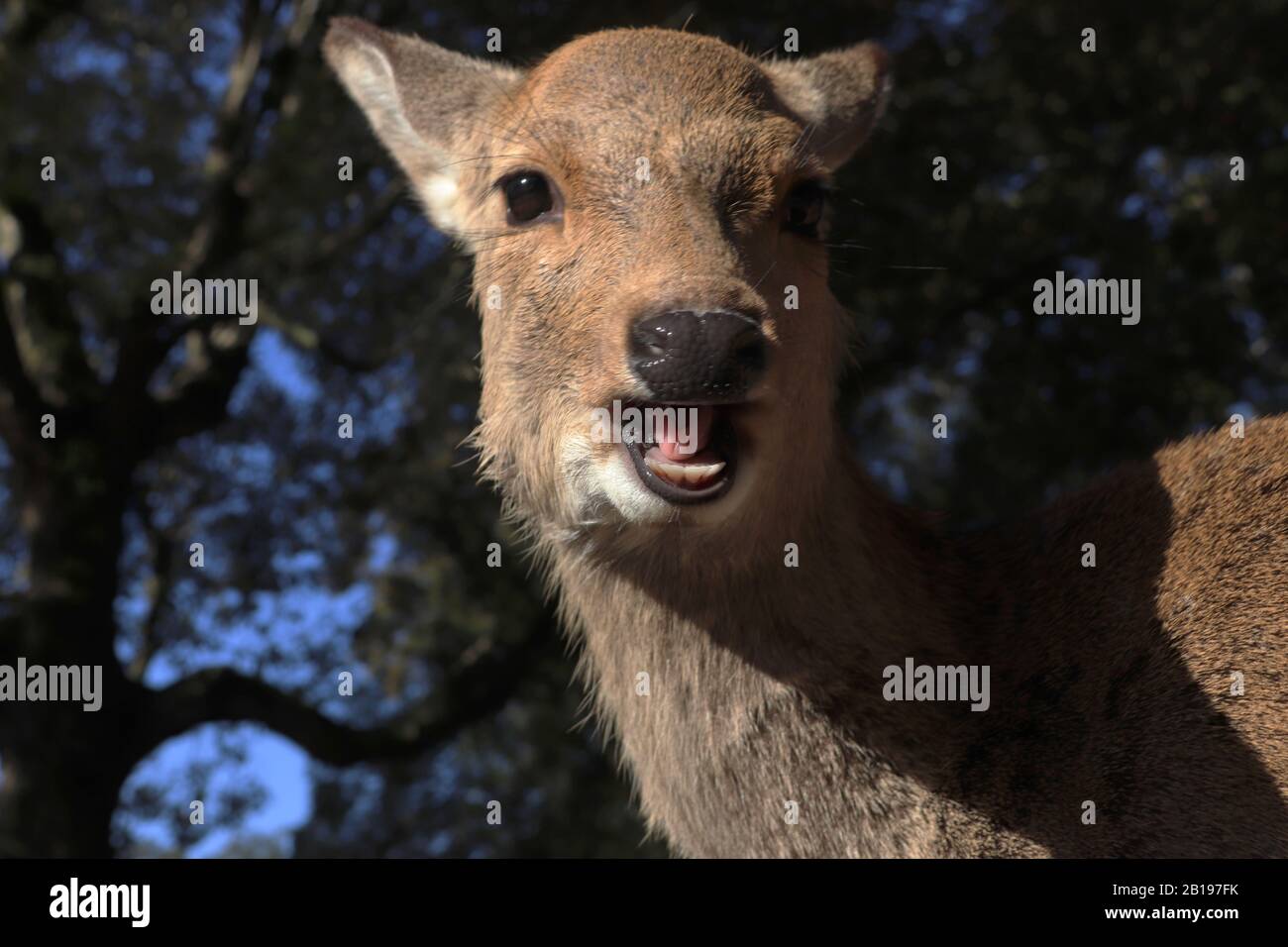 Carino giovane daino che dice qualcosa Foto Stock