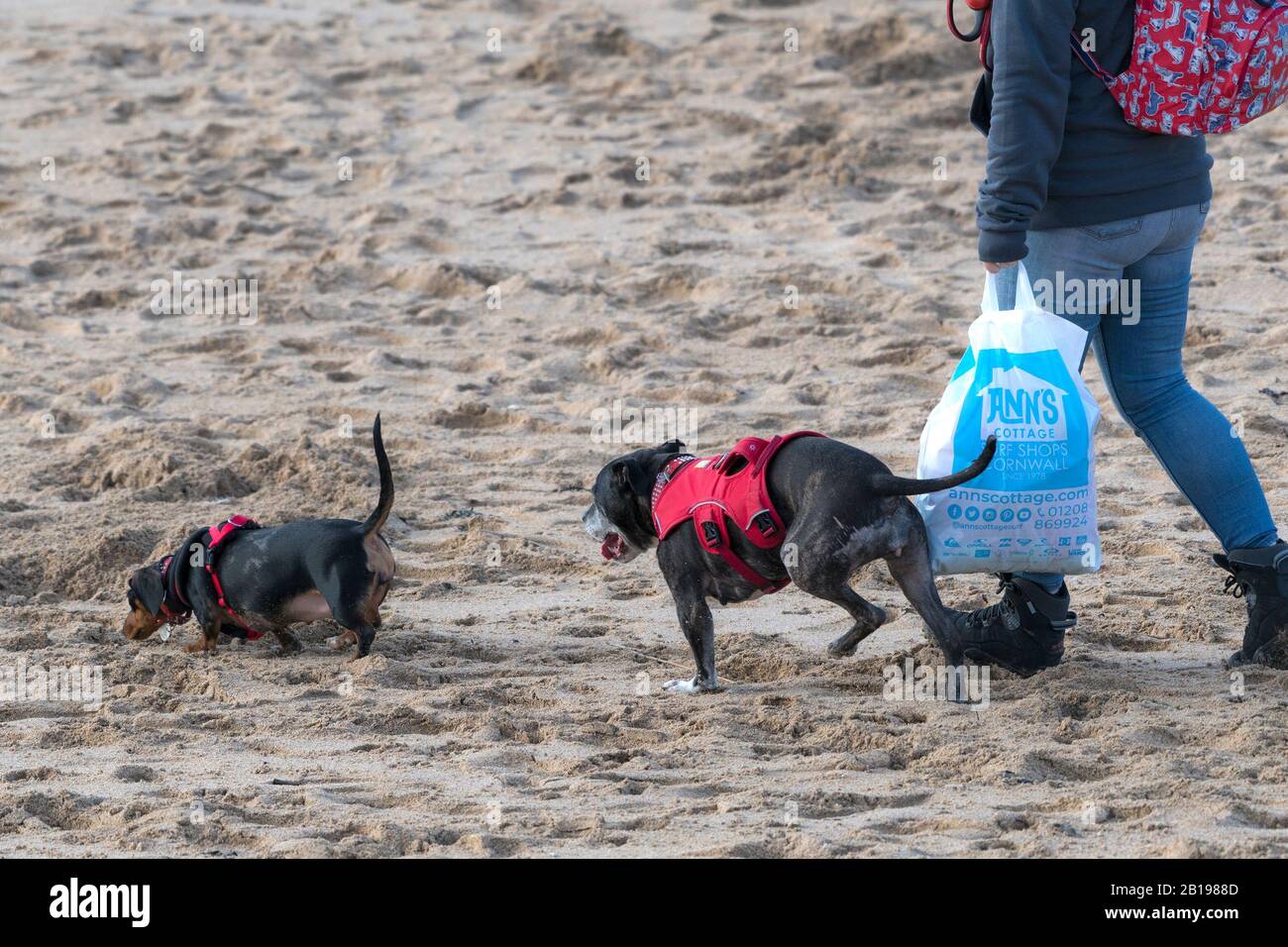Un camminatore del cane e il suo cane a tre zampe e il suo dachshund camminare sulla spiaggia di Fistral a Newquay in Cornovaglia. Foto Stock