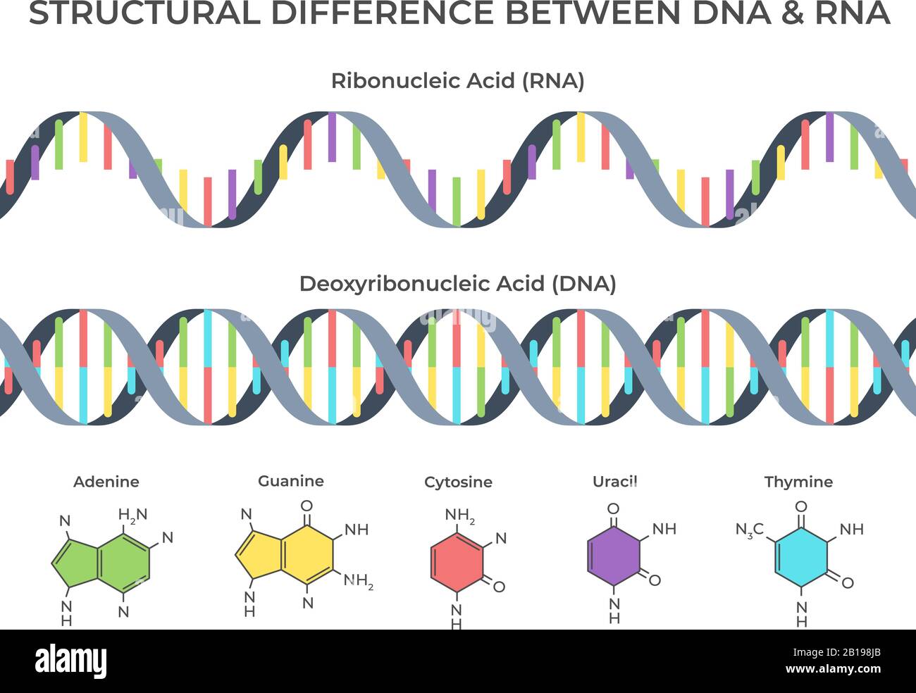 Spirale di DNA e RNA infografica. Struttura dell'acido ribonucleico vs deossiribonucleico, struttura genetica e illustrazione del vettore scientifico Illustrazione Vettoriale