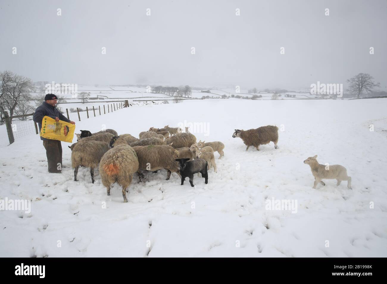 Darren Percival tende alle sue pecore nella neve in una fattoria a Bainbridge nel North Yorkshire dopo la notte neve colpito parti del Regno Unito. Foto Stock