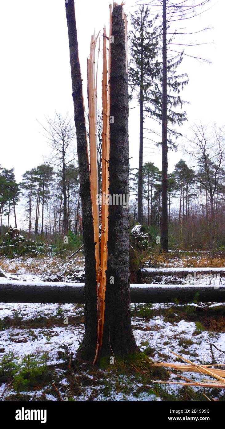 Norvegia abete (Picea abies), crack verticale dopo uragano, perdita di tempesta nella foresta, Germania Foto Stock