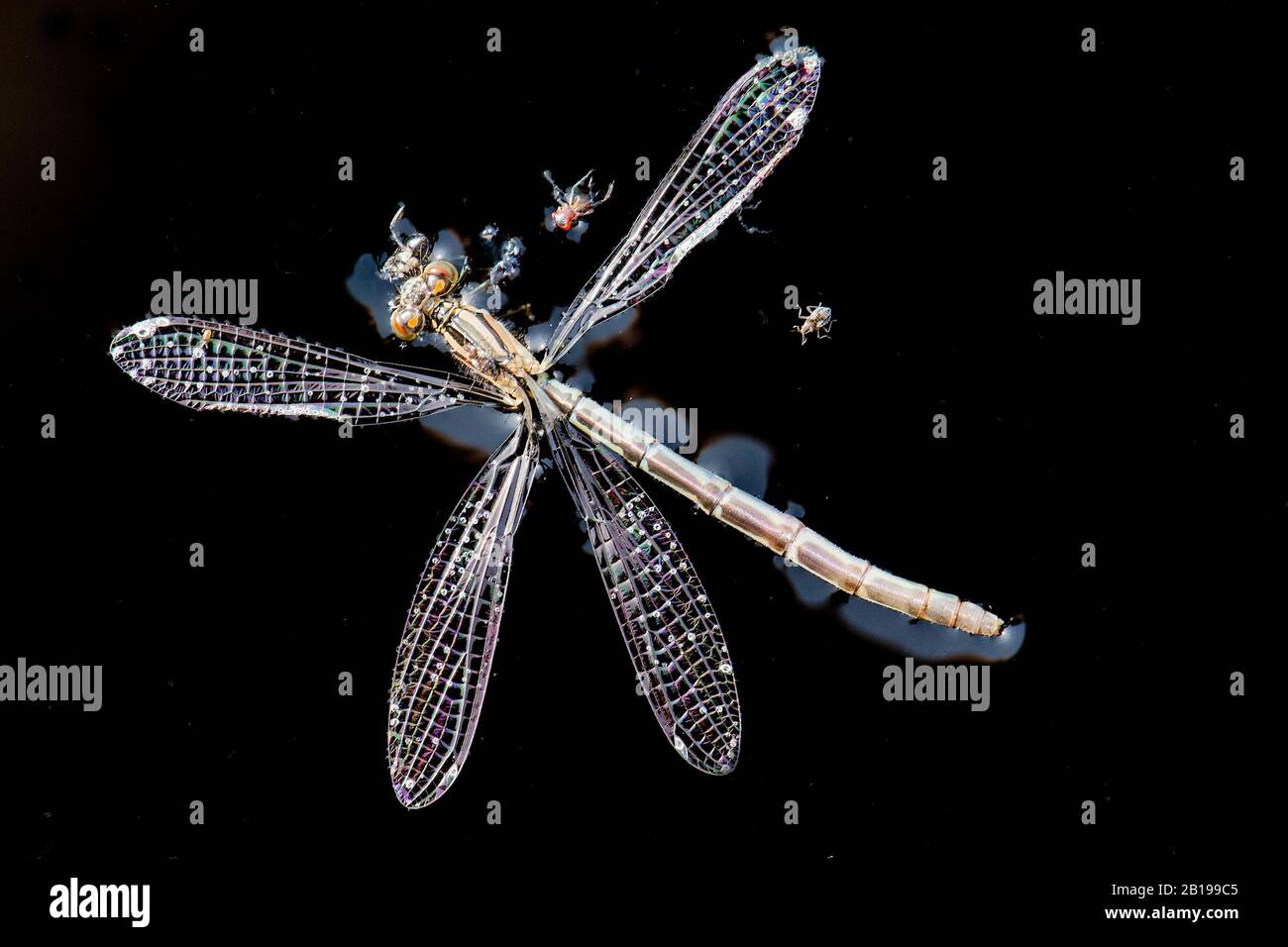 Comune blu damselfly, comune bluet damselfly (Enallagma cyathigera, Enallagma cyathigerum), annegato maschio, Olanda, Frisia, Delleboersterheide Foto Stock