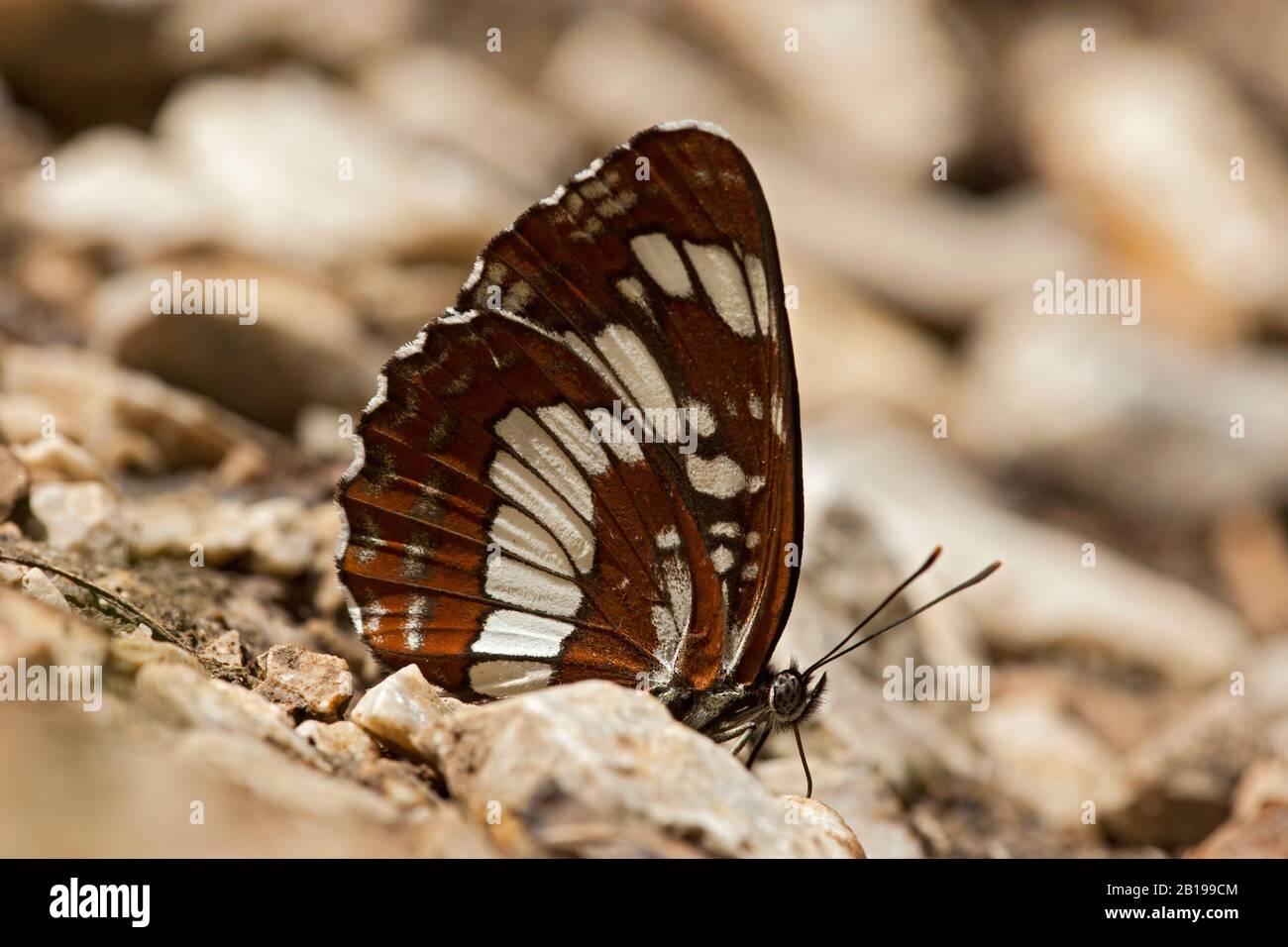 Aliante ungherese (Neptis rivularis, Limenitis rivularis), imago con ali chiuse su terreno sassoso, vista laterale, Ungheria Foto Stock