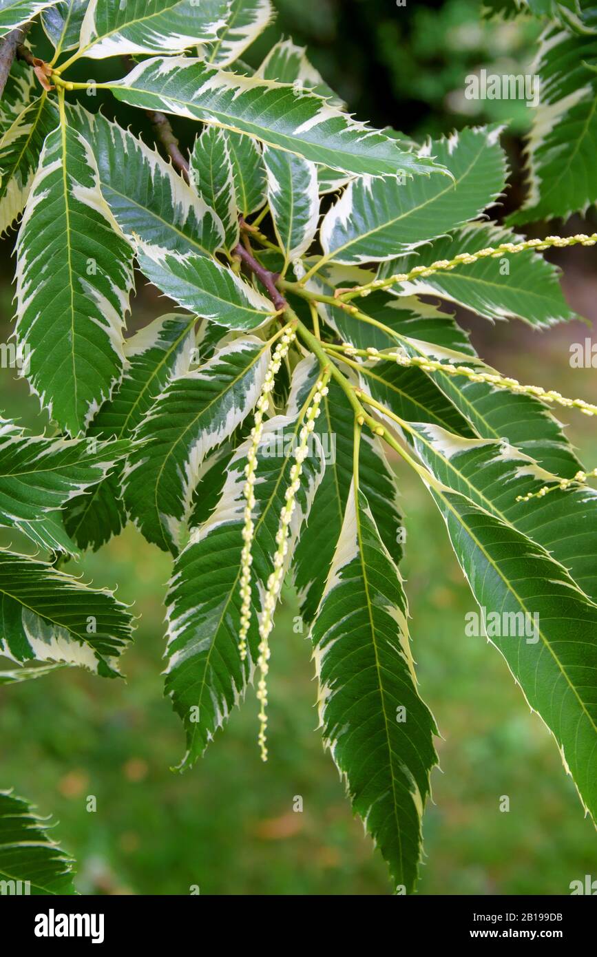 Castagne spagnole, castagne dolci (Castanea sativa Variegata, Castanea sativa "Variegata"), con infiorescenza, cultivar Variegata Foto Stock