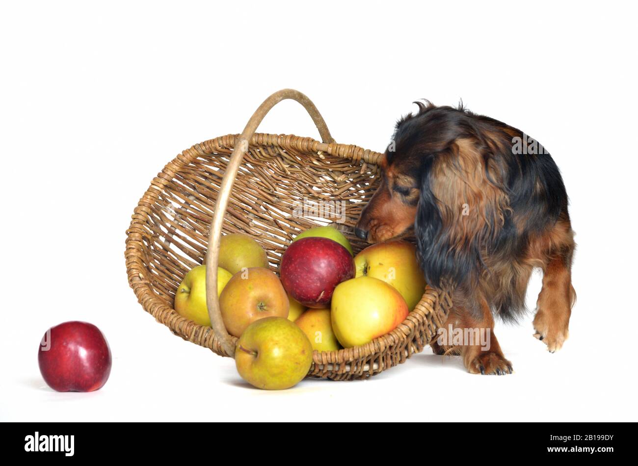 Dachshund dai capelli lunghi, cane da salsiccia dai capelli lunghi, cane domestico (Canis lupus F. familiaris), femmina dachshund guarda curiosamente fuori da dietro un cesto di mele Foto Stock