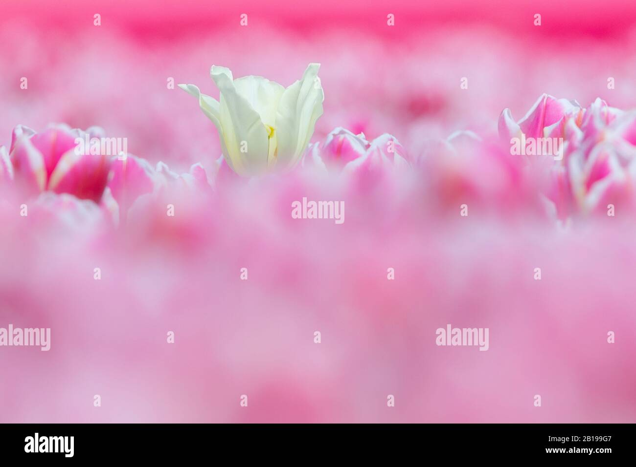 Tulipano giardino comune (Tulipa spec.), campo tulipano in fiore, fiori rosa con un fiore bianco, Paesi Bassi, Flevoland Foto Stock