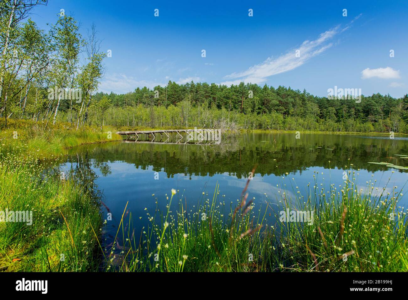 Koepernitzsee, Fen Vicino Rheinsberg, Germania, Brandenburg, Koepernitzsee , Rheinsberg Foto Stock