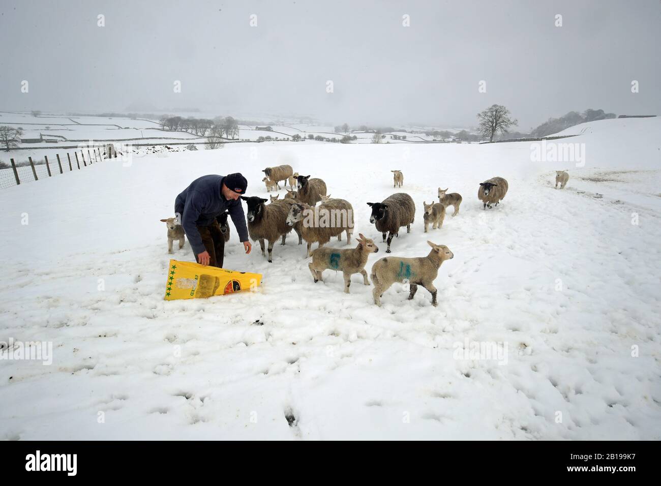 Darren Percival tende alle sue pecore nella neve in una fattoria a Bainbridge nel North Yorkshire dopo la notte neve colpito parti del Regno Unito. Foto Stock