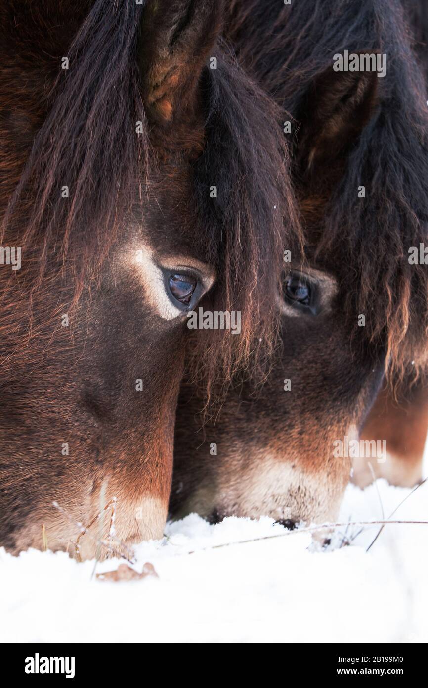 Exmoor pony (Equus przewalskii F. caballus), pascolo nella neve, Paesi Bassi, Frisia, Delleboersterheide Foto Stock