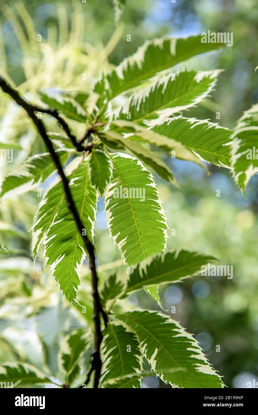 Castagne spagnole, castagne dolci (Castanea sativa Variegata, Castanea sativa "Variegata"), cultivar Variegata Foto Stock