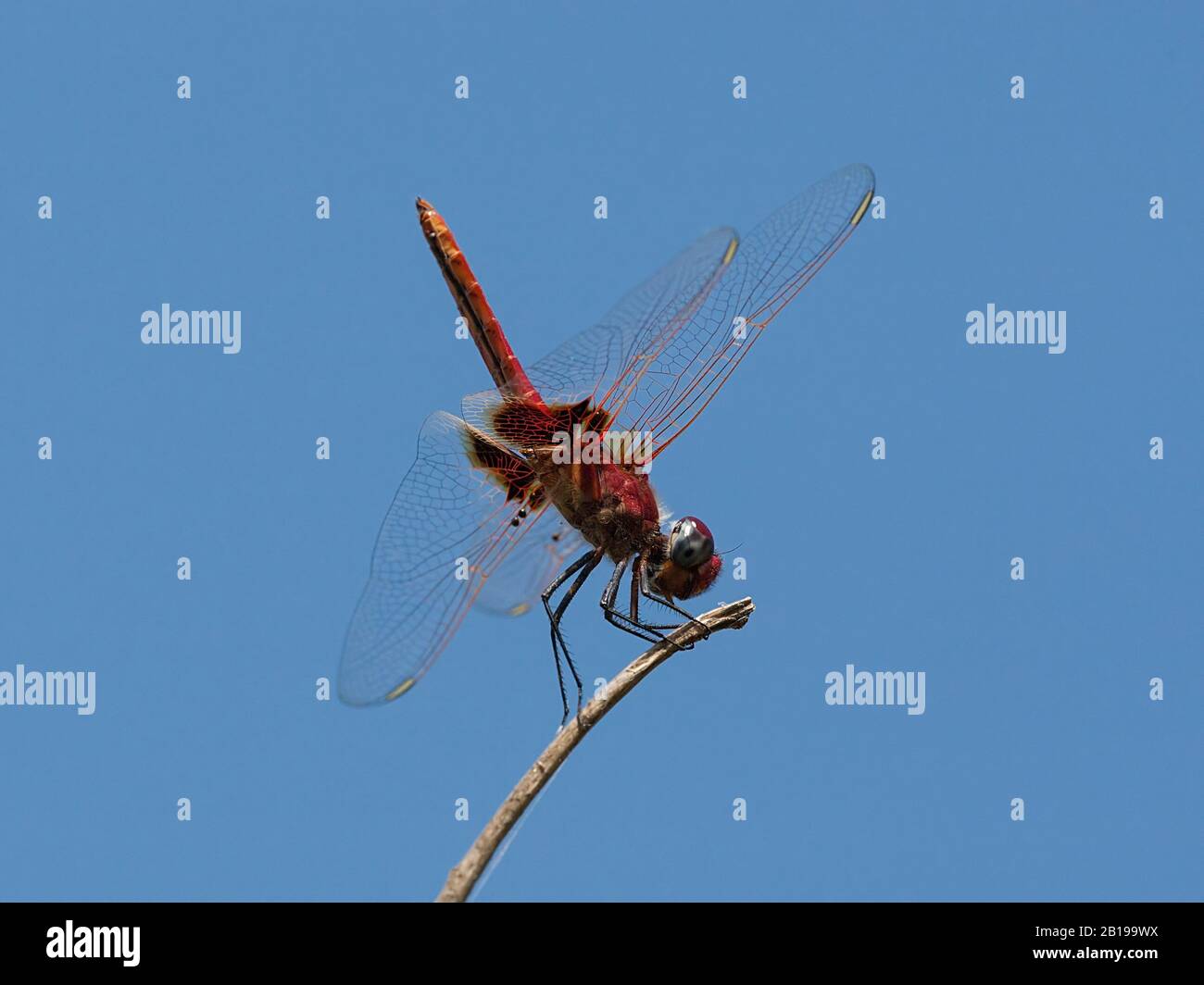 Basker rosso (Urothemis assignata), maschio, Gambia Foto Stock