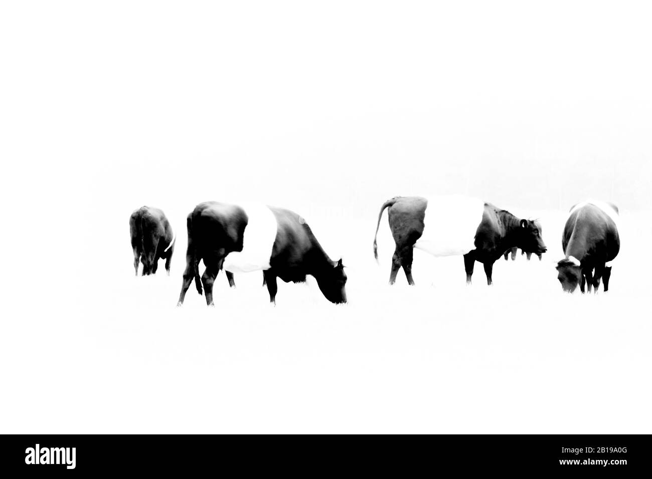 Bovini domestici (Bos primigenius F. taurus), Belted olandese, Lakenvelder, ritaglio, Paesi Bassi, Frisia, Ooststellingwerf Foto Stock