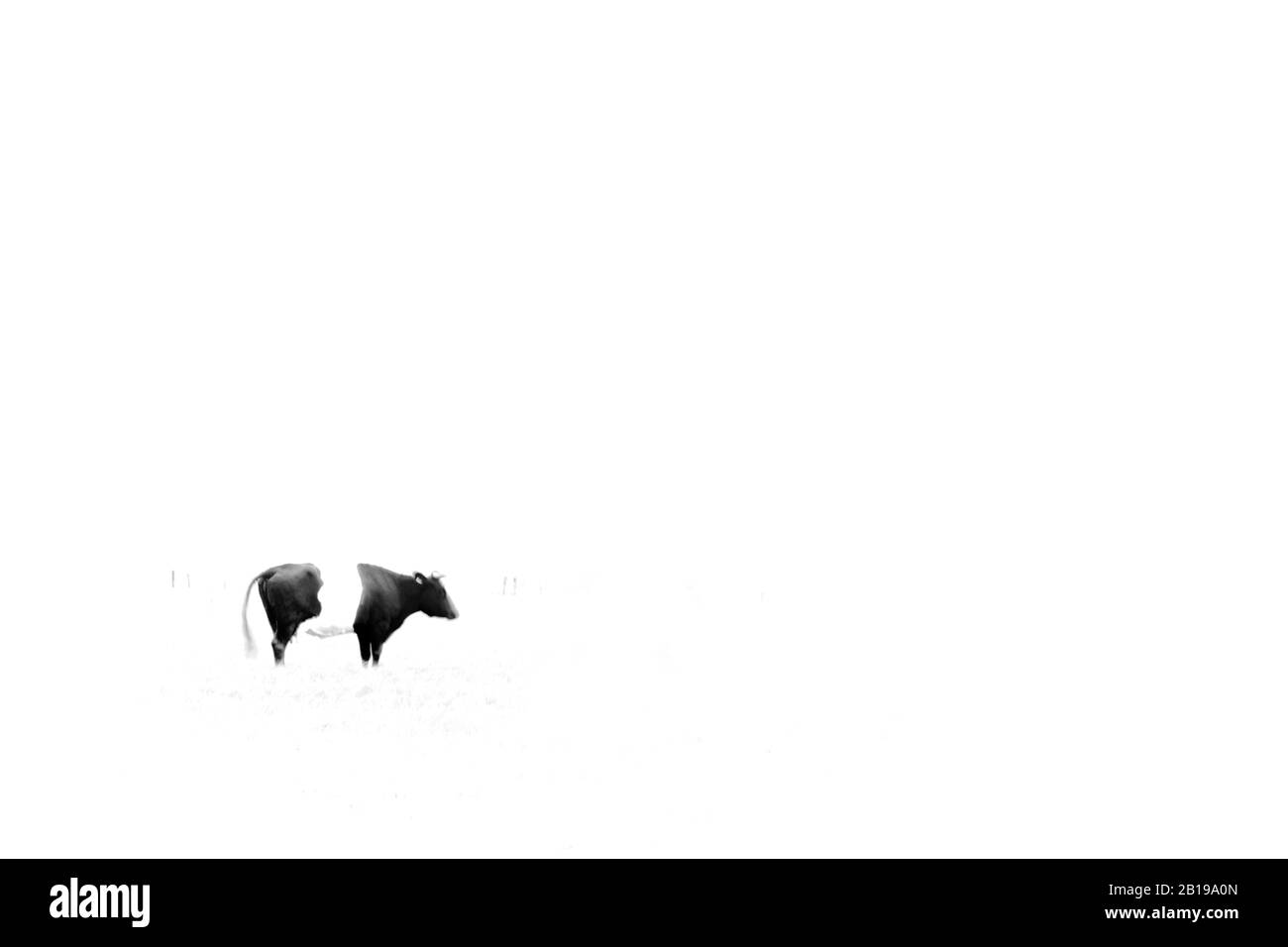 Bovini domestici (Bos primigenius F. taurus), Belted olandese, Lakenvelder, ritaglio, Paesi Bassi, Frisia, Ooststellingwerf Foto Stock