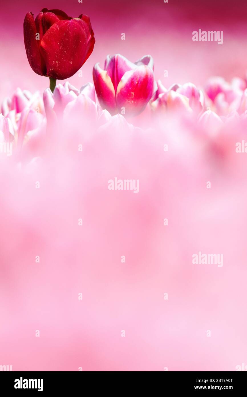 Tulipano giardino comune (Tulipa spec.), campo tulipano in fiore, fiori rosa con un fiore rosso, Paesi Bassi, Flevoland Foto Stock