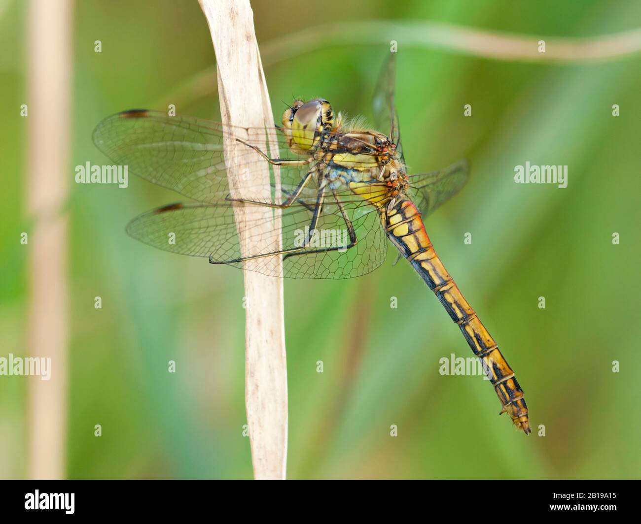 Vagrant sympetrum (Sympetrum vulgatum), femmina, Olanda, Overijssel Foto Stock