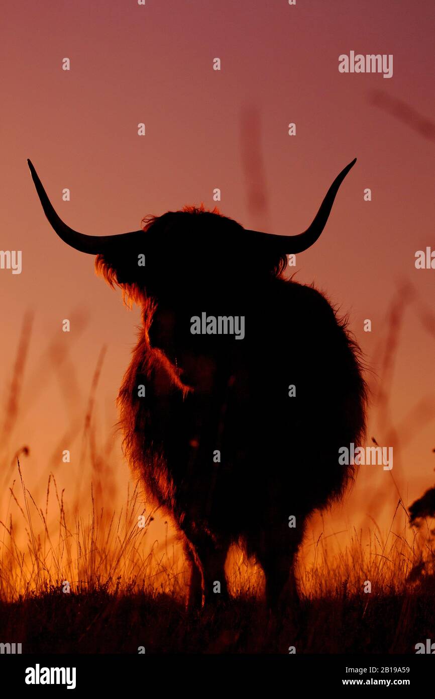 Bestiame scozzese delle Highland, Kyloe, mucca delle Highland, Heelan coo (Bos primigenius F. taurus), in piedi al tramonto rosso, vista frontale, Paesi Bassi, Frisia, Delleboersterheide, Oldeberkoop Foto Stock