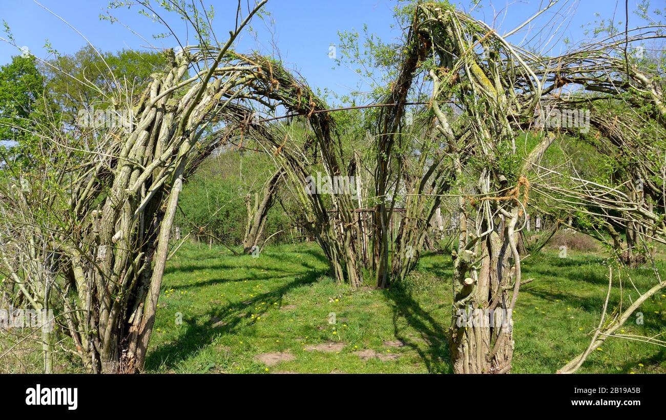 Willow tenda, materiali naturali, Germania Foto Stock