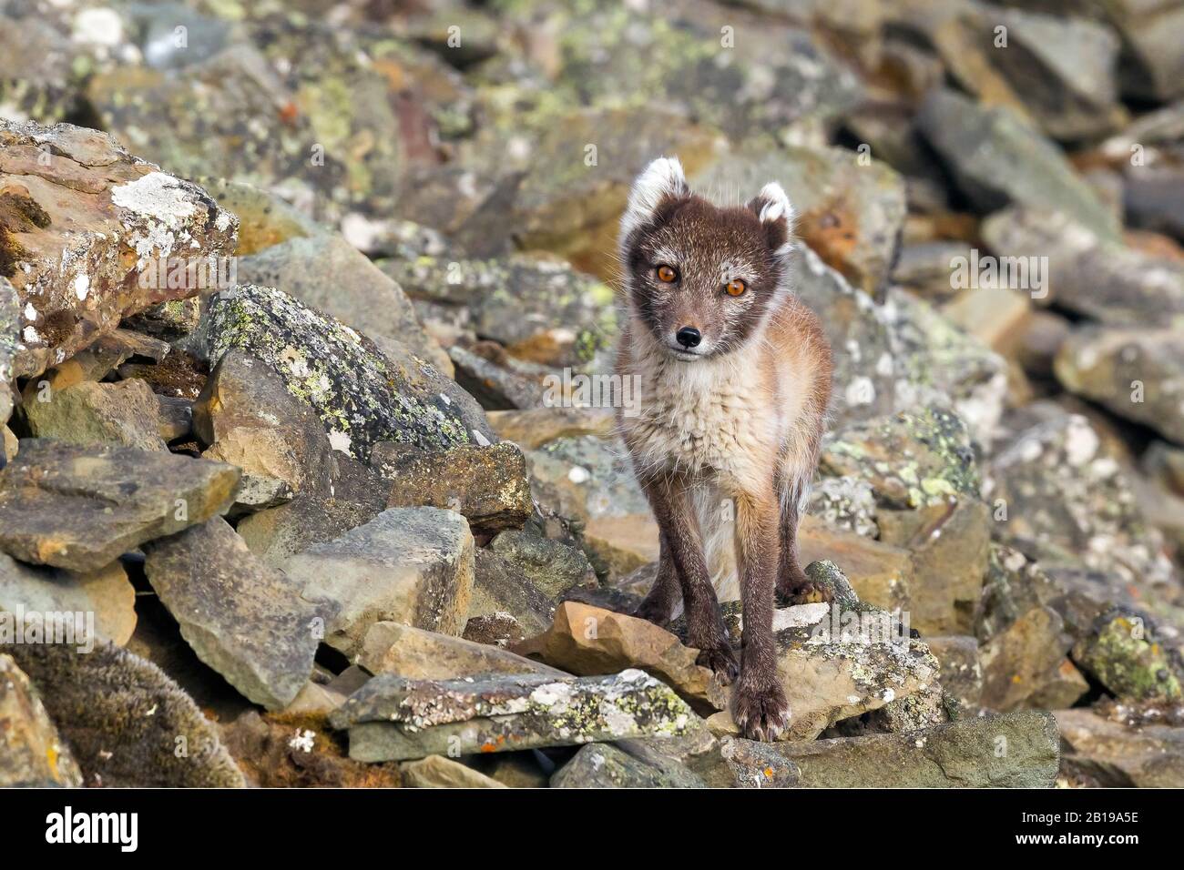 Volpe artica, volpe polare (Alopex lagopus, Vulpes lagopus), in camice estivo, Norvegia, Svalbard Foto Stock