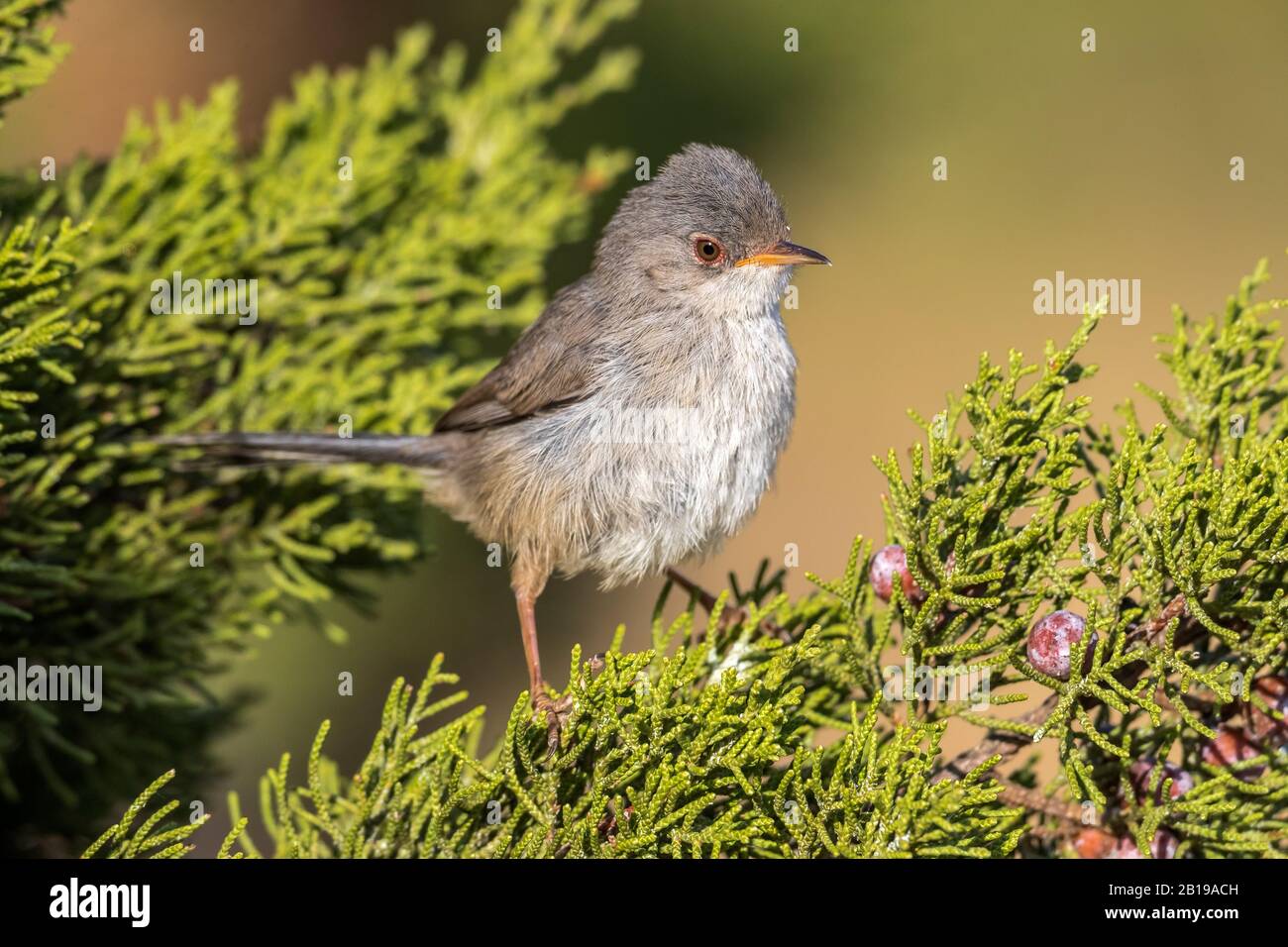 Balearic Warbler (Sylvia balearica, Sylvia sarda balearica), giovani arroccati su un ginepro, Spagna, Isole Baleari, Ibiza Foto Stock