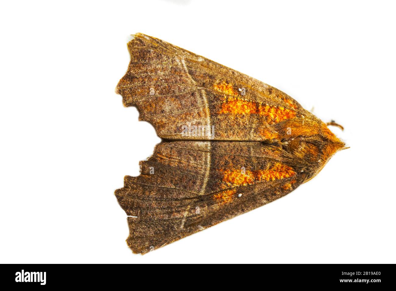 Herald, nnoctuide moth (Scoliopteryx libatrix, Scoliopterix libatrix), ritaglio, Paesi Bassi, Friesland FryslÃ¢n Foto Stock