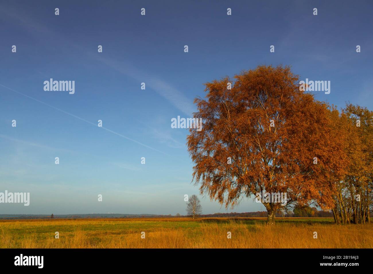 Torba in Diepolz in autunno, Germania, Bassa Sassonia, Rehdener Geestmoor, Drebbersches Moor Foto Stock