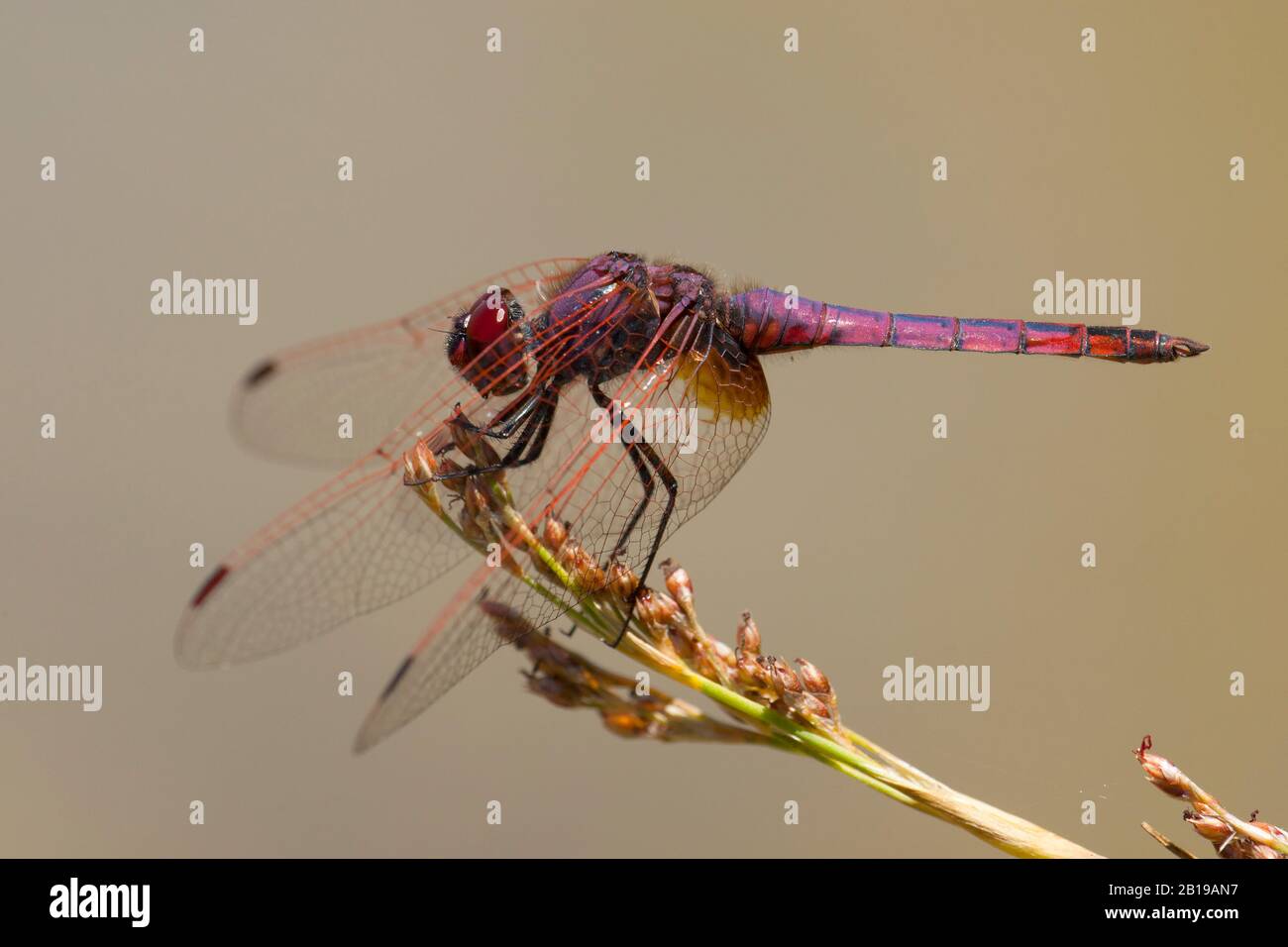 Viola dropwing, viola-mared darter, viola-blushed darter, Prugna-colored dropwing (Trithemis anulata), maschio, Portogallo, Algarve Foto Stock