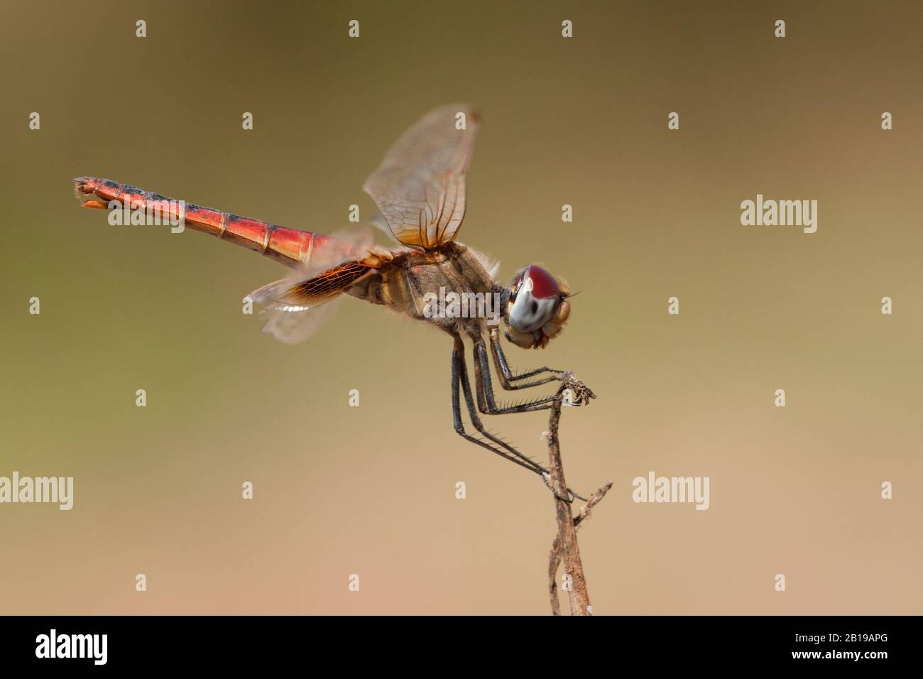 Basker rosso (Urothemis assignata), maschio, Gambia Foto Stock