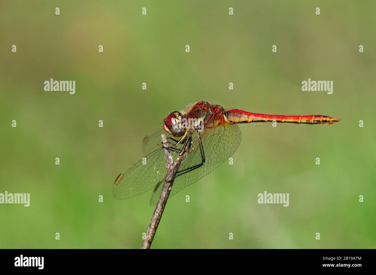 Broad Scarlet, Scarlet-darter comune, Scarlet Darter, Scarlet Dragonfly (Crocothemis eritraea, Croccodhemis eritraea), maschio siede su un ramoscello, Spagna, Andalusia, Donana National Park Foto Stock